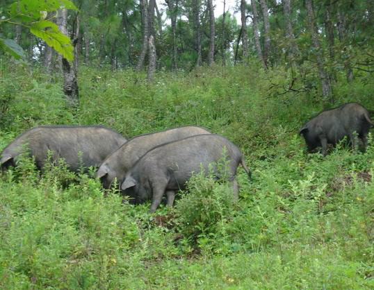 金寨黑毛土猪