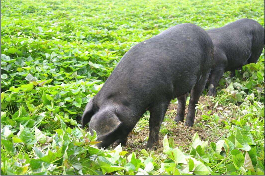 金寨黑毛土猪